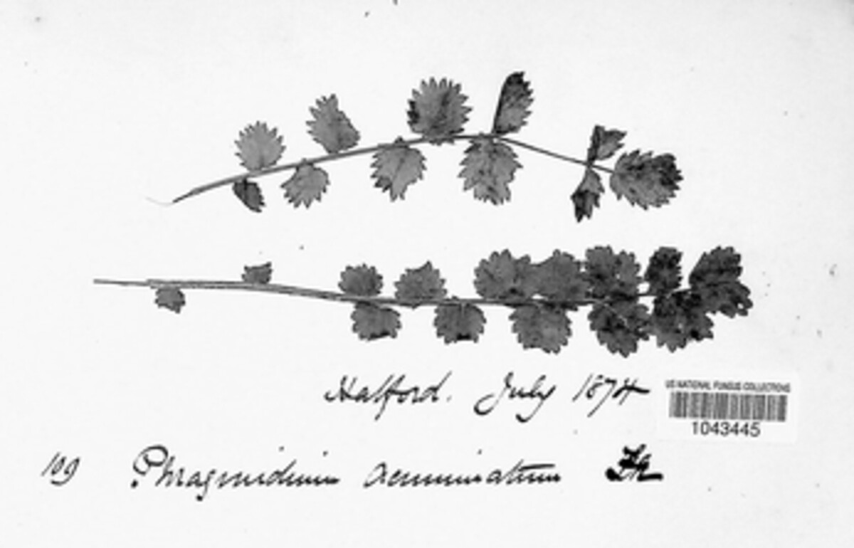 Phragmidium acuminatum image